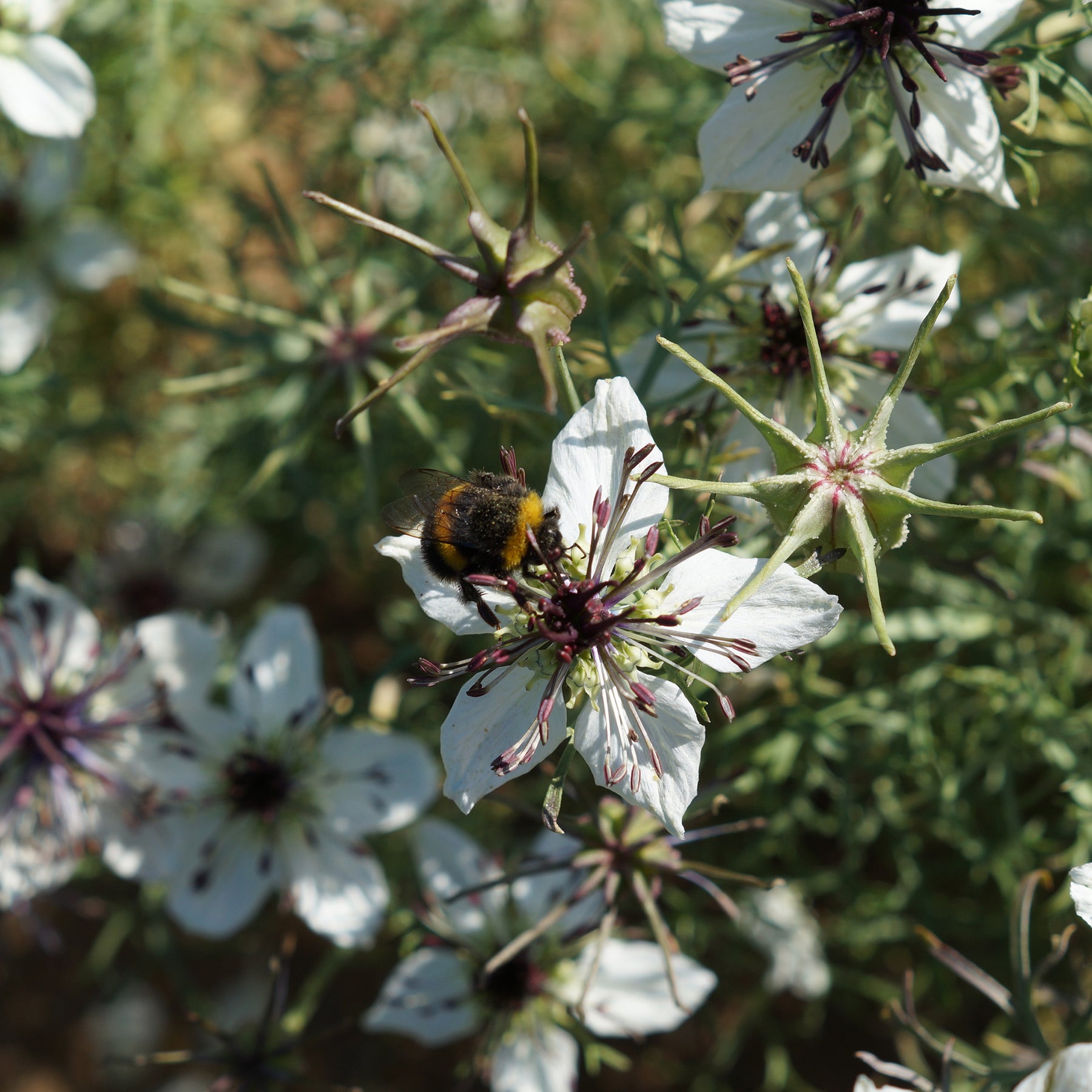 Nigelle - Nigelle d'Espagne African Bride - Nigella papillosa