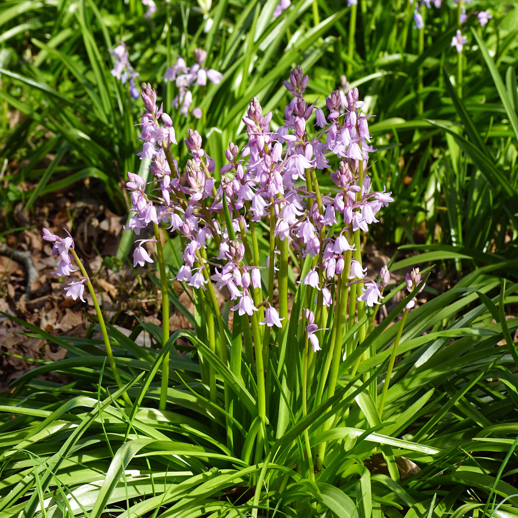 10 Jacinthes des bois - Scilla