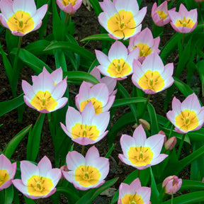 Vente 10 Tulipes botaniques Lilac Wonder - Tulipa lilac wonder