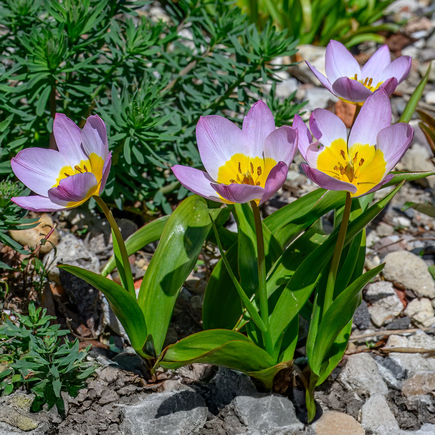 Tulipe - 10 Tulipes botaniques Lilac Wonder - Tulipa lilac wonder