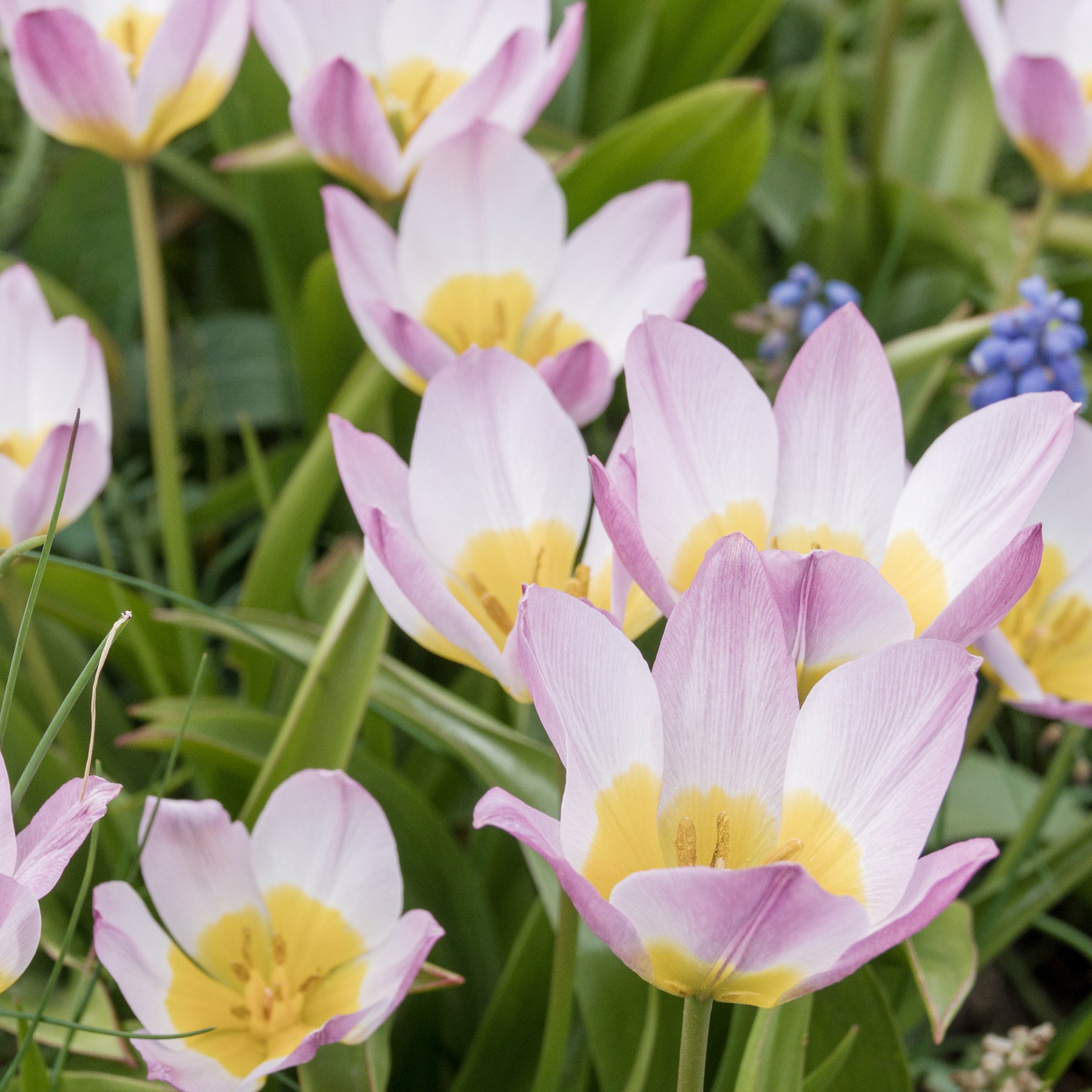 10 Tulipes botaniques Lilac Wonder - Willemse