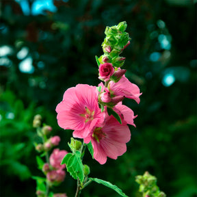 Lavatera - 2 Lavatères - Lavatères