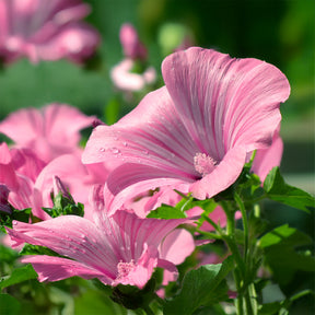 Lavatères - 2 Lavatères - Lavatera