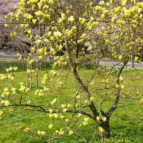 Magnolia Yellow Lantern - Magnolia Yellow Lantern - Willemse