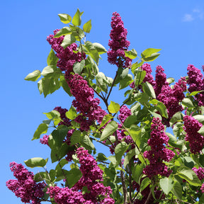 Lilas - Lilas double rouge - Syringa vulgaris Charles Joly
