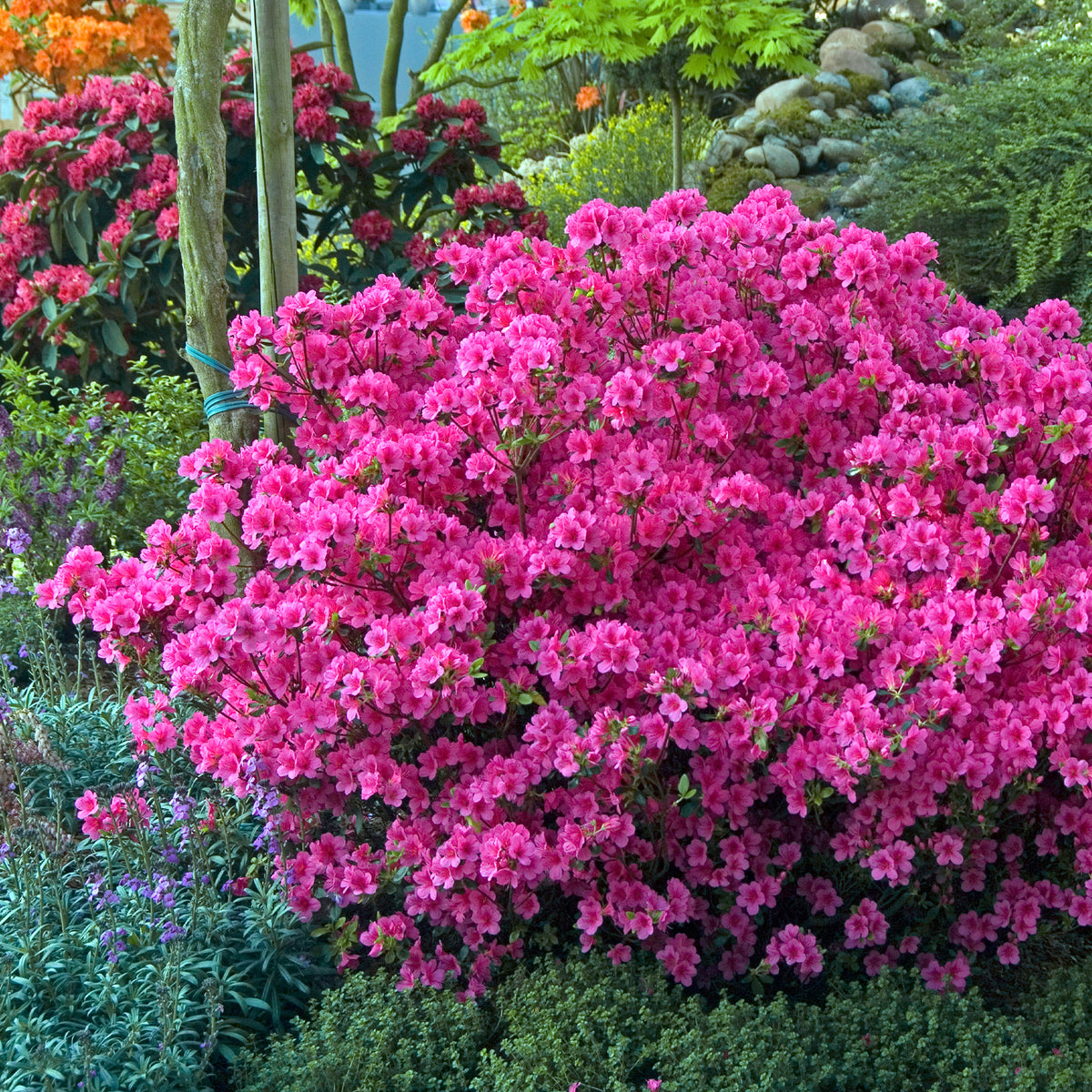 Azalée du Japon rose - Willemse