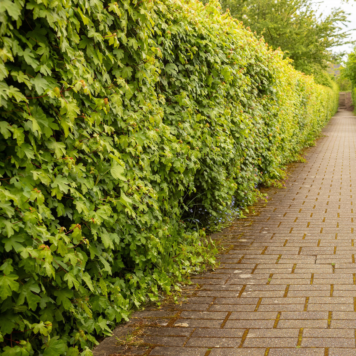 Haie de 10 Erables champêtre