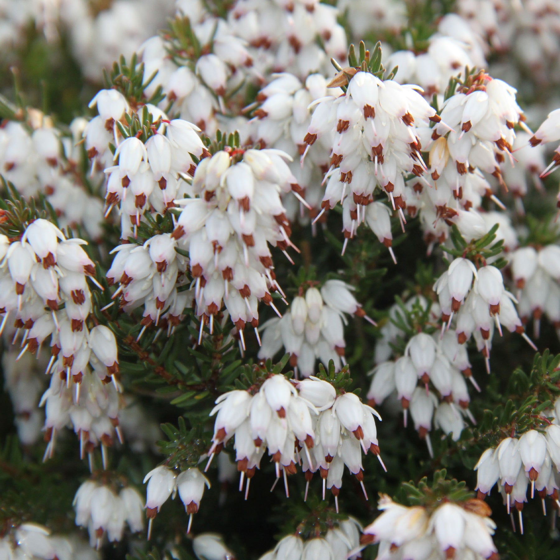 Erica darleyensis white glow - Bruyère d'hiver White Glow - Bruyère d'hiver