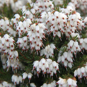 Erica darleyensis white glow - Bruyère d'hiver White Glow - Bruyère d'hiver
