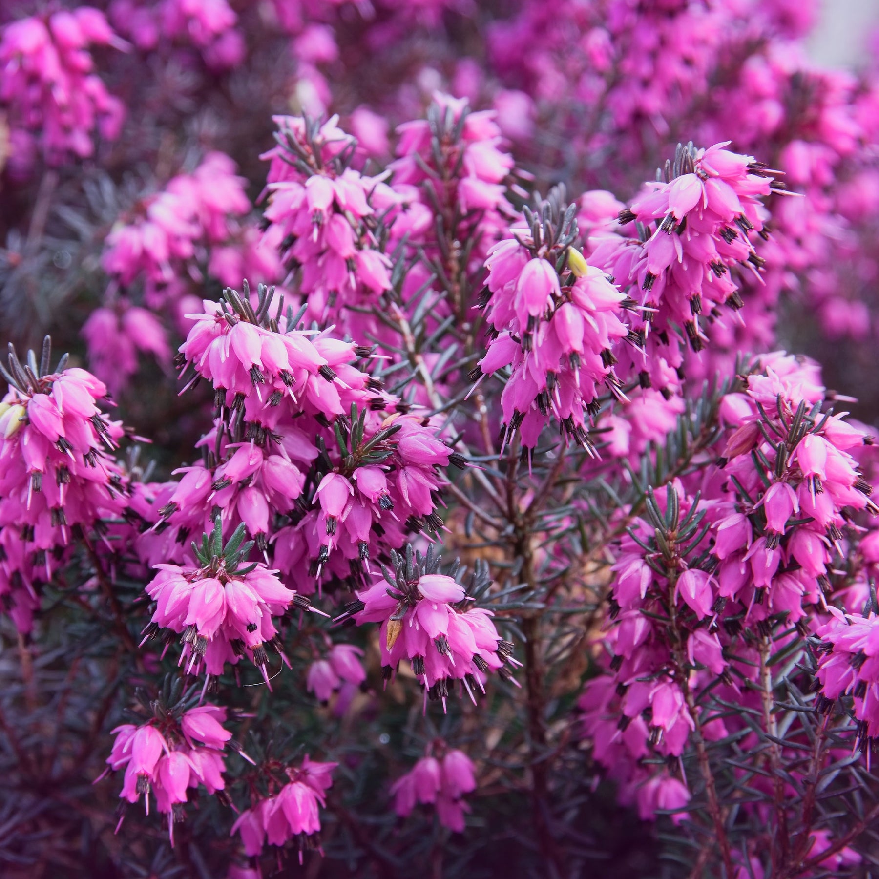 Bruyère d'hiver - Bruyère d'hiver Lucie - Erica darleyensis Winter Belles ® Lucie