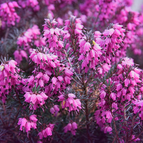 Bruyère d'hiver - Bruyère d'hiver Lucie - Erica darleyensis Winter Belles ® Lucie