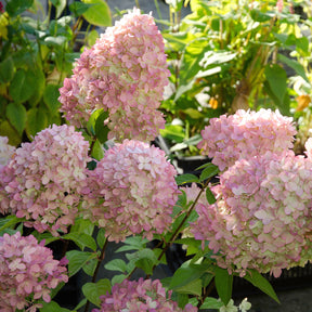 Hortensia paniculé - Hortensia paniculé Magical® Candle - Hydrangea paniculata magical ® candle