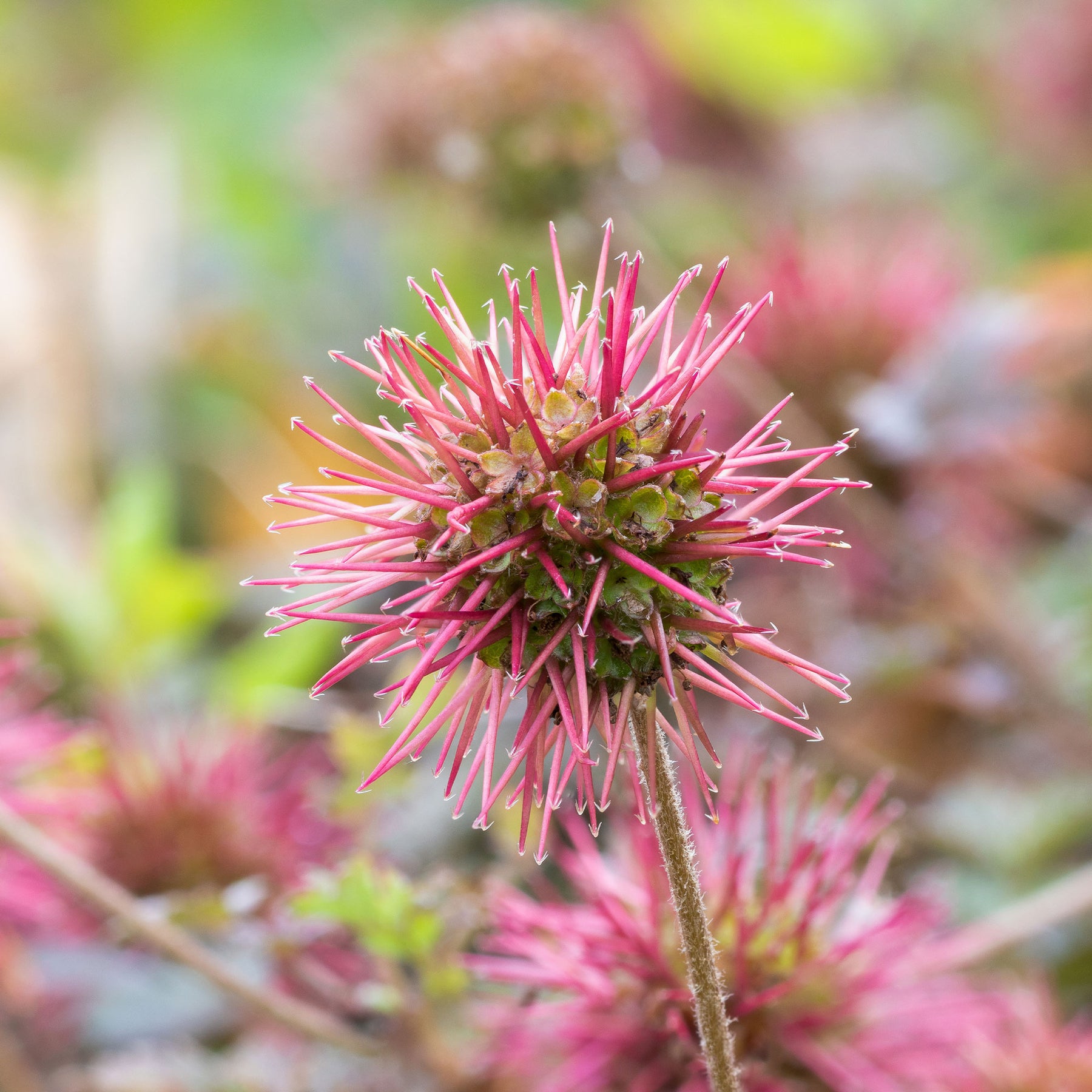 Acaena microphylla Kupferteppich - Lampourde à petites feuilles Kupferteppich - Vivaces couvre-sol