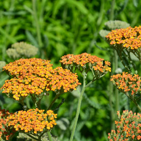 Collections de vivaces - 5 Vivaces pour massif champêtre - Stipa gigantea, Pennisetum alopecuroides,Rudbeckia fulgida,Achillea millefolium,Persicaria amplexicaulis 