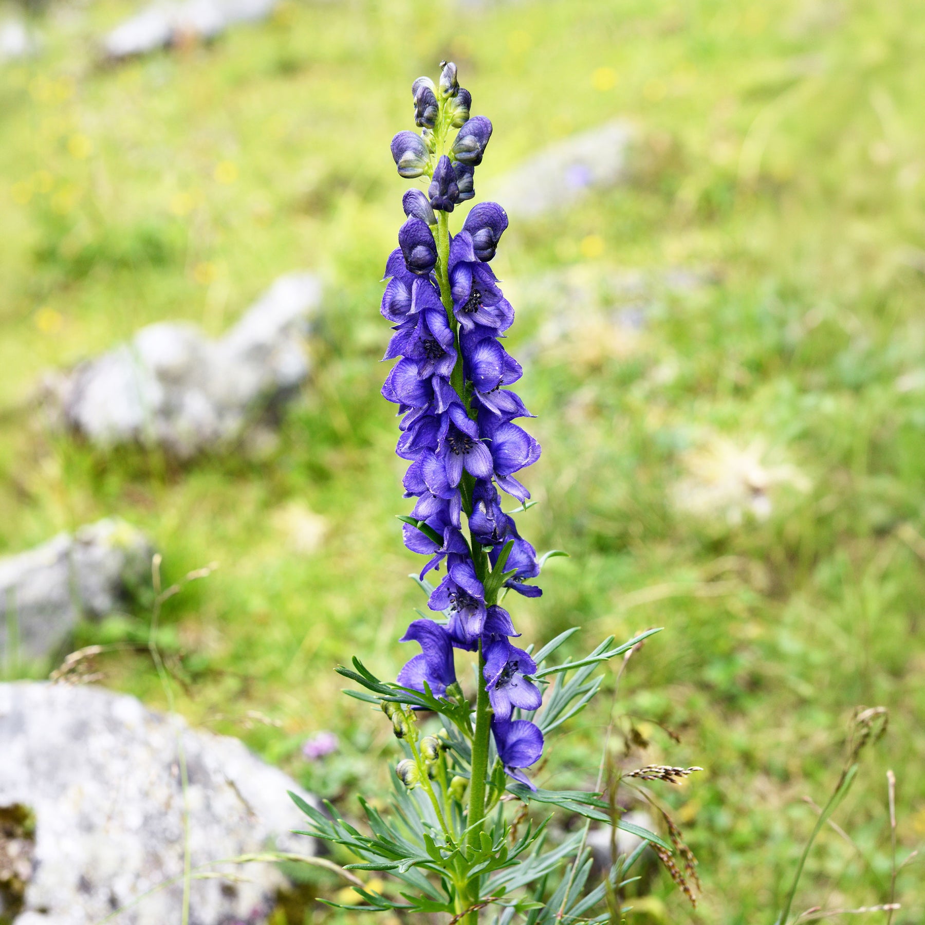 Aconitum napellus - Aconit Casque de Jupiter - Aconit