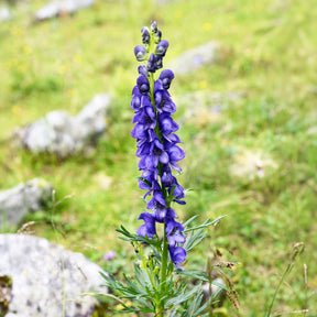 Aconitum napellus - Aconit Casque de Jupiter - Aconit