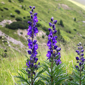 Vente Aconit Casque de Jupiter - Aconitum napellus