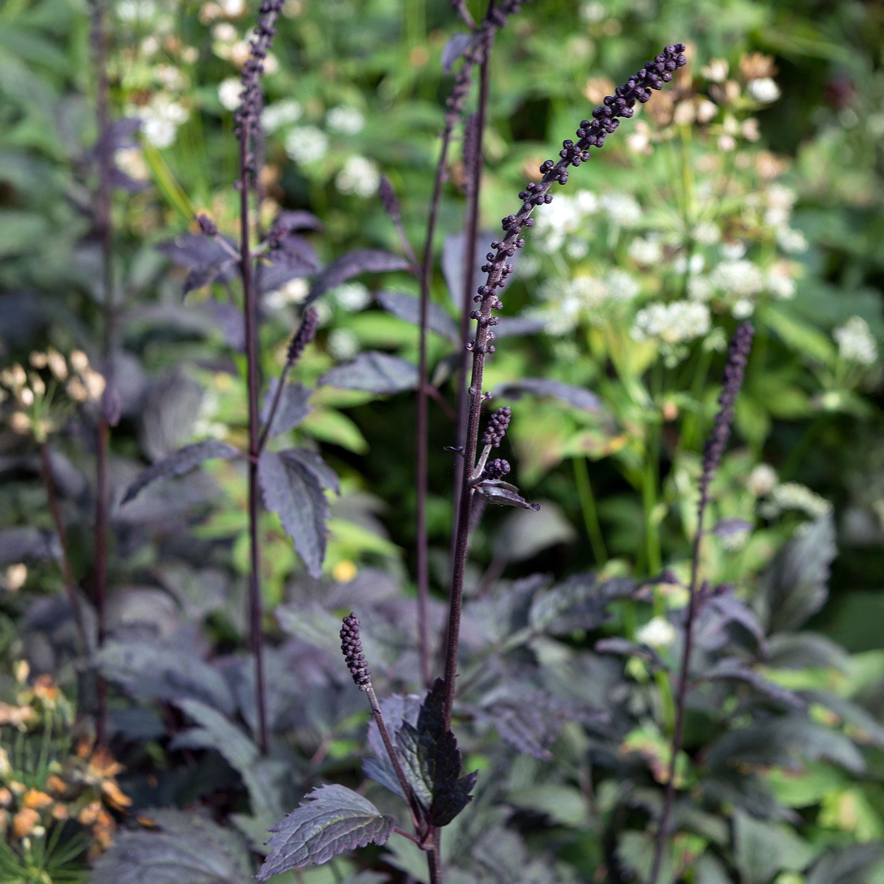 Actaea simplex Brunette - Cierge d'argent Brunette - Cierge d'argent