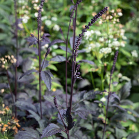 Actaea simplex Brunette - Cierge d'argent Brunette - Cierge d'argent