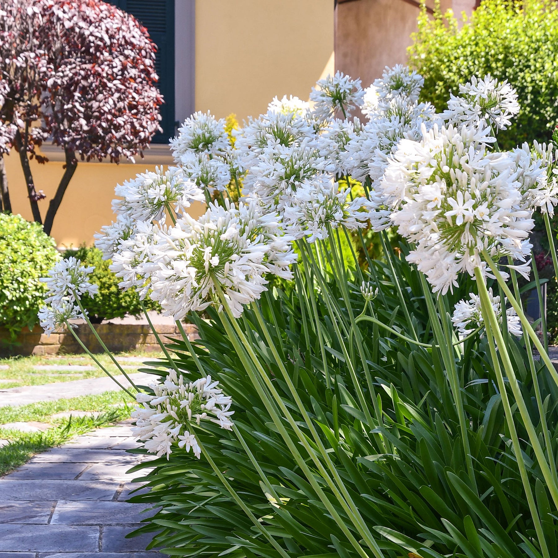 Agapanthe africaine blanche - Agapanthus africanus albus - Willemse