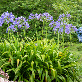 Agapanthe