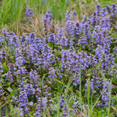 Bugle rampante - Willemse