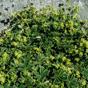 Alchemilla - Alchemille des Alpes - Alchemilla alpina