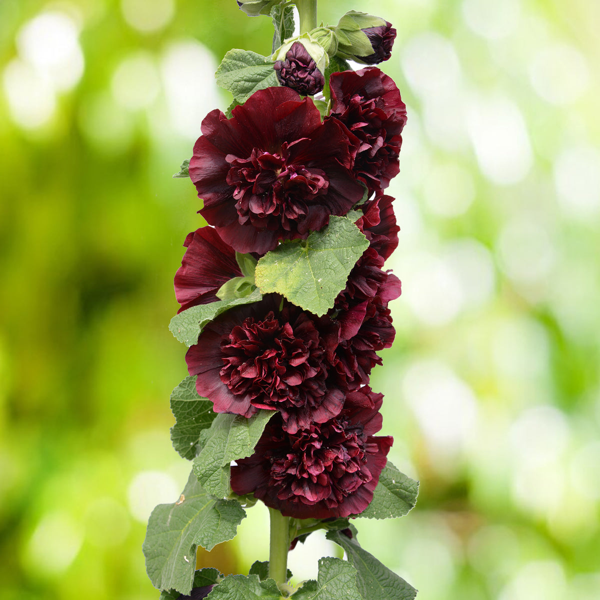 Rose trémière Chater's Double  Purple - Willemse