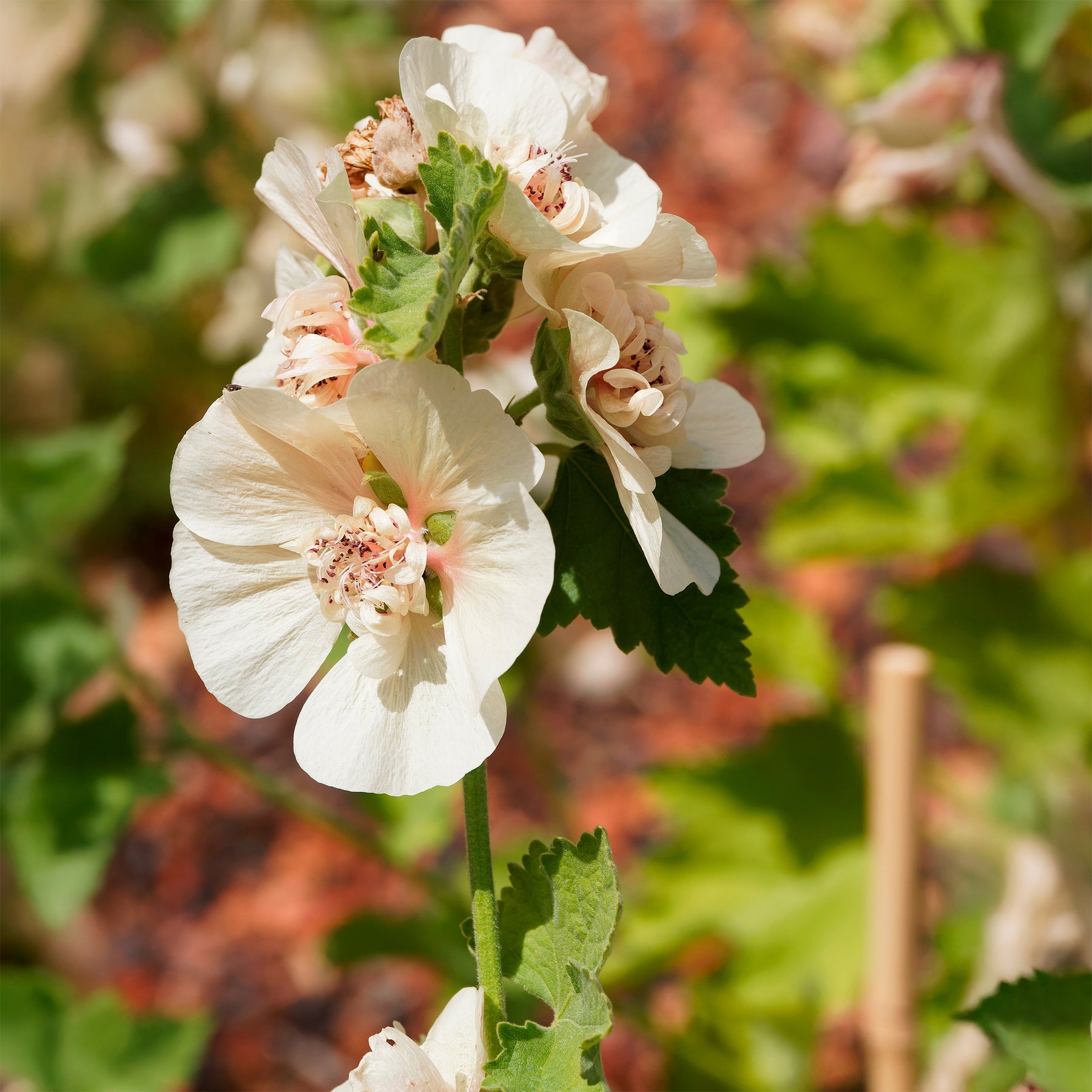 Alcalthaea suffrutescens Parkallee - Alcalthaea Parkallee - Fleurs vivaces