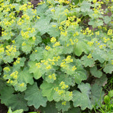 Alchemille vulgaris - Willemse