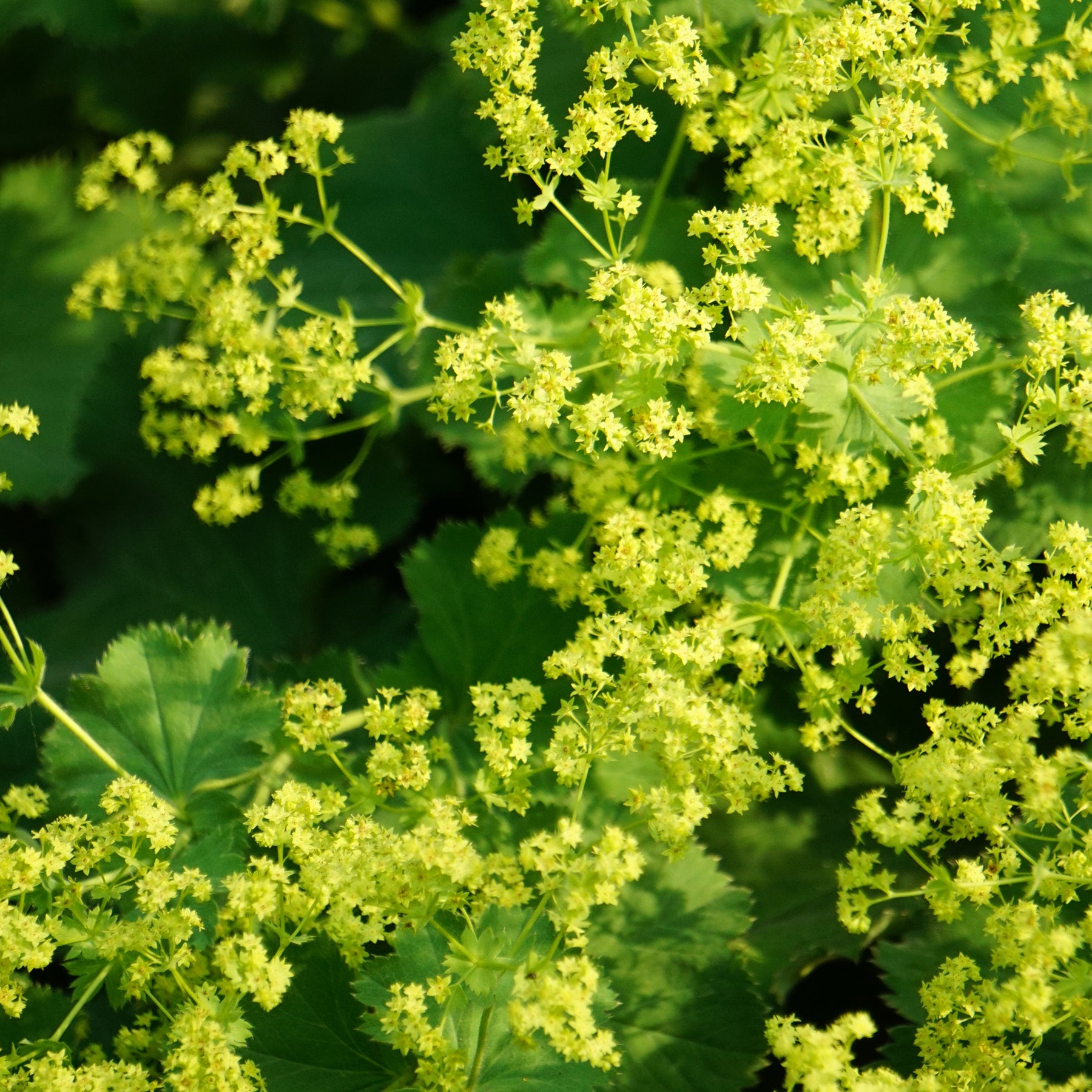 Alchemilla vulgaris - Alchemille vulgaris - Alchemilla
