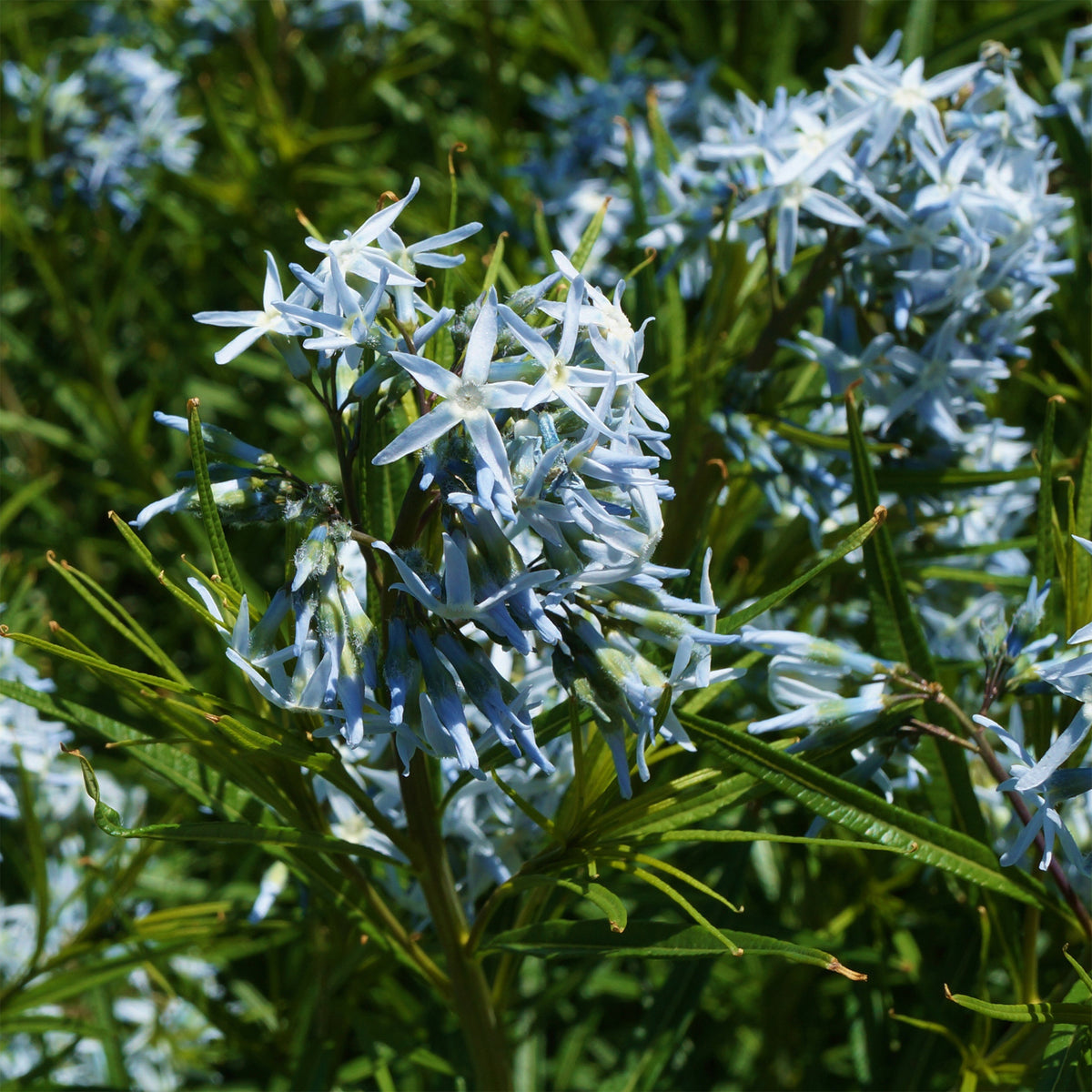 Amsonie hubrichtii - Willemse