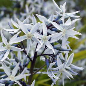 Amsonie hubrichtii - Amsonia hubrichtii - Willemse