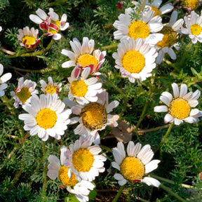 Camomille marocaine - Anacyclus pyrethrum Depressus - Willemse