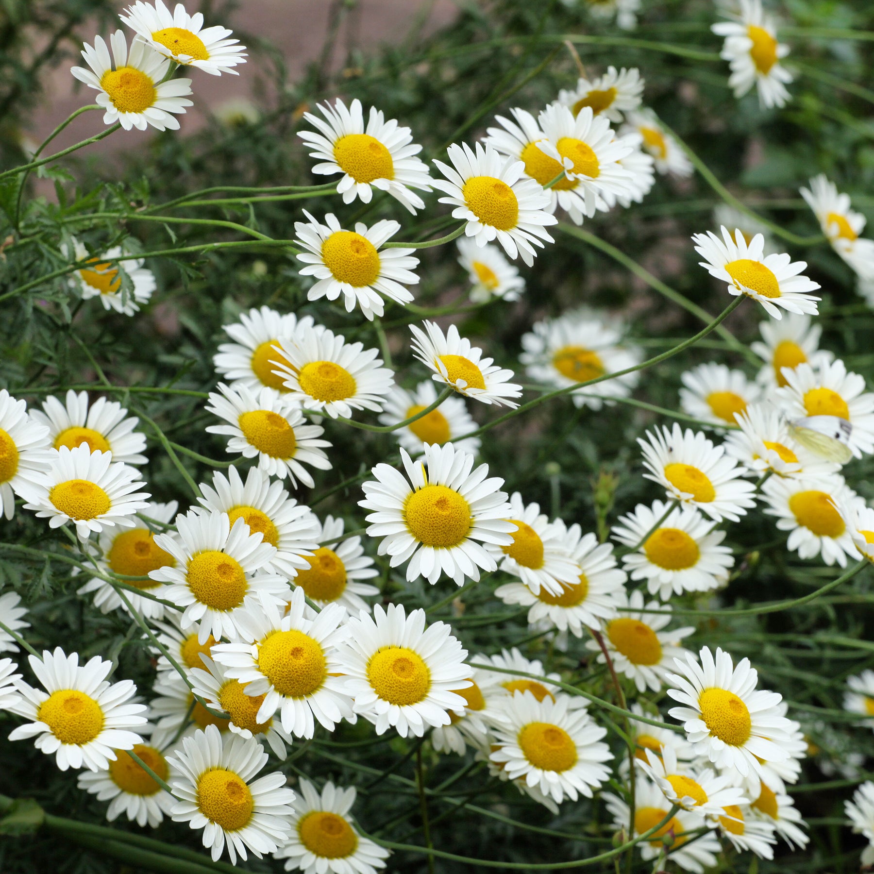 Camomille des teinturiers Sauce Hollandaise - Anthemis x hybrida Sauce Hollandaise - Willemse