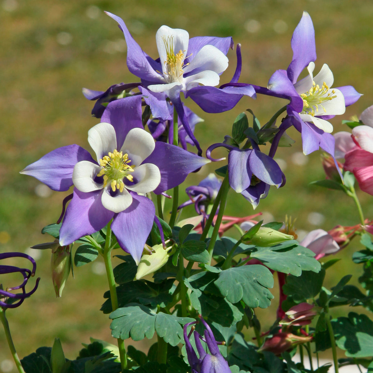 Ancolie Mrs M. Nicholls - Aquilegia Mrs. M. Nicholls - Willemse