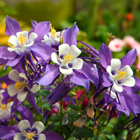 Ancolie Mrs M. Nicholls - Willemse