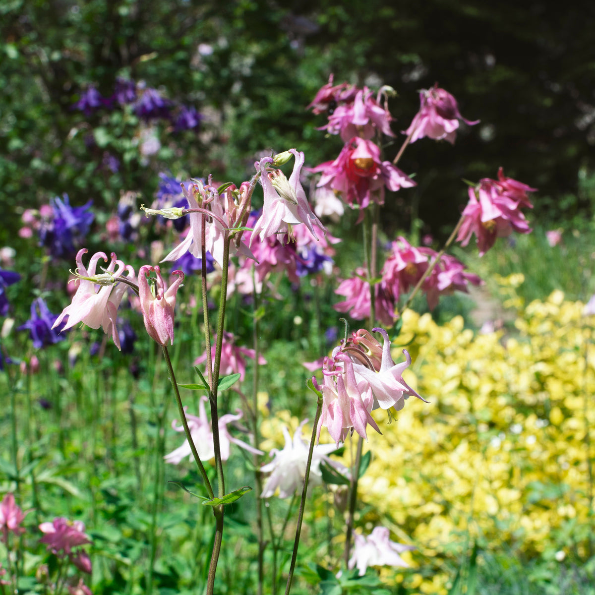 Ancolie des jardins Heidi - Willemse