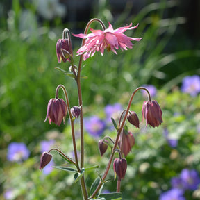 Aquilegia vulgaris Rose Barlow - Ancolie des jardins Barlow Rose - Ancolie