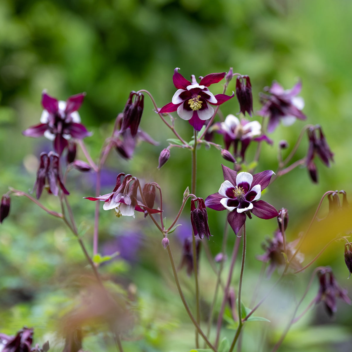 Ancolie des jardins William Guiness - Willemse