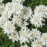 Corbeille d'argent - Willemse