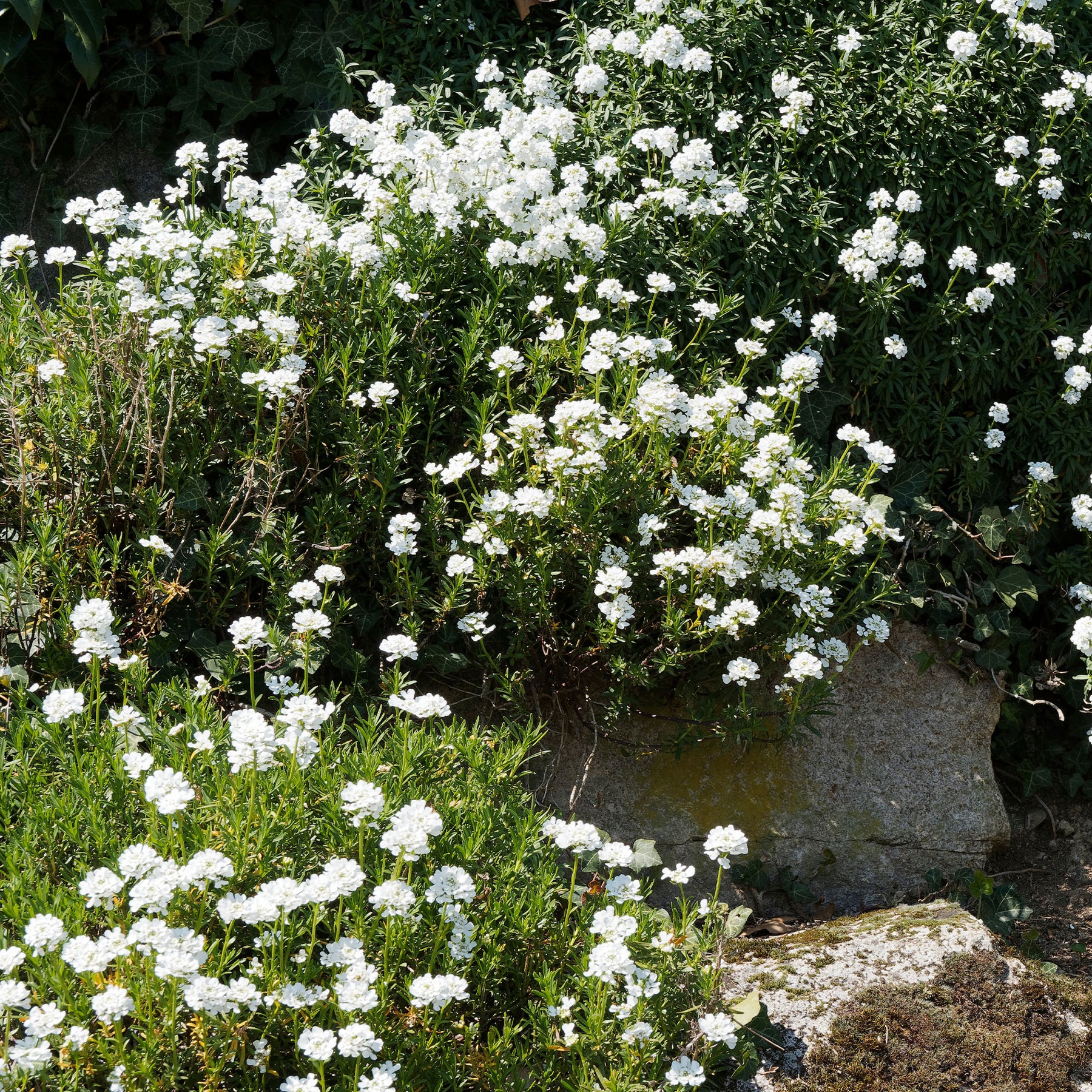 Corbeille d'argent - Iberis sempervirens 'weisser zwerg' - Willemse