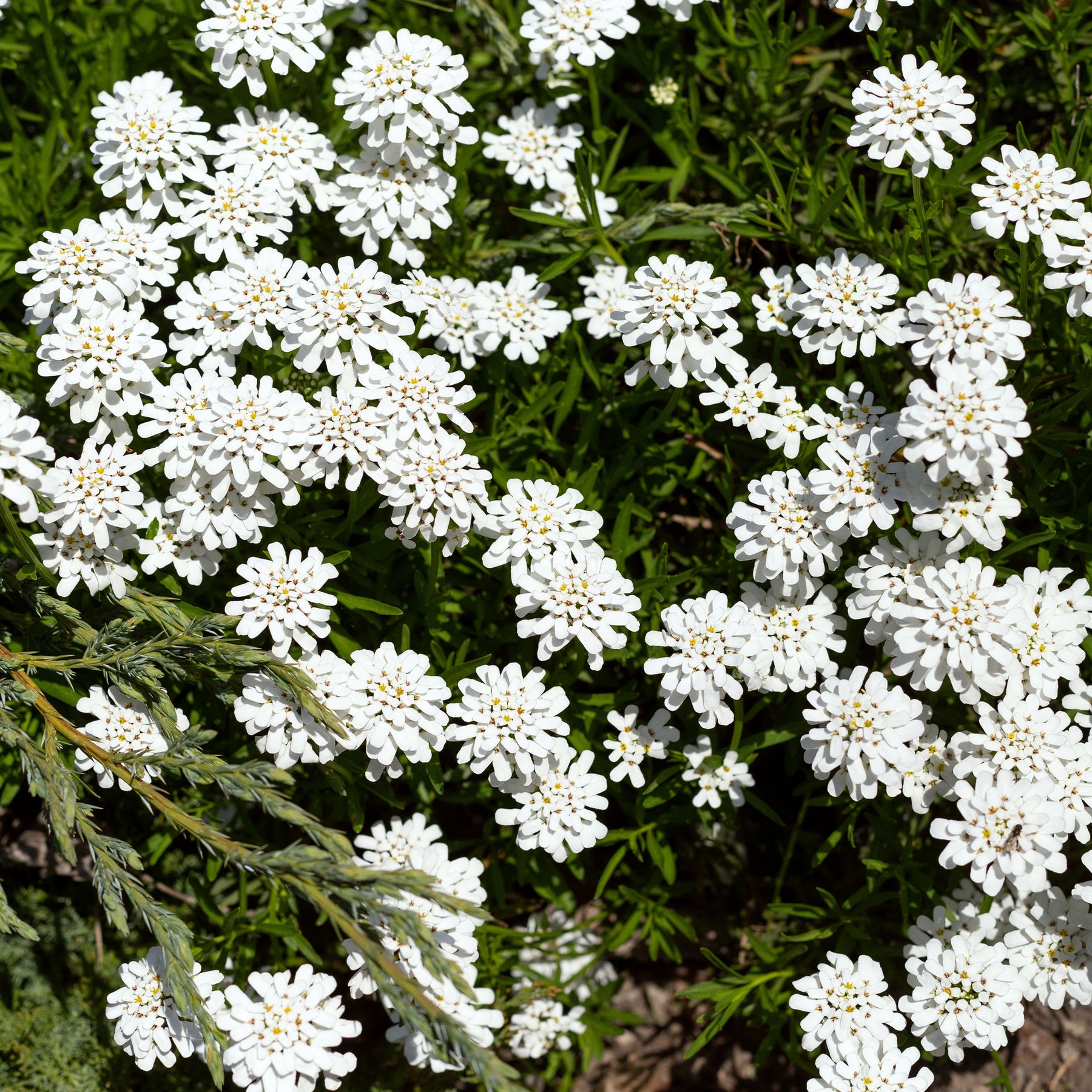 Iberis sempervirens 'weisser zwerg' - Corbeille d'argent - Corbeille d'Argent