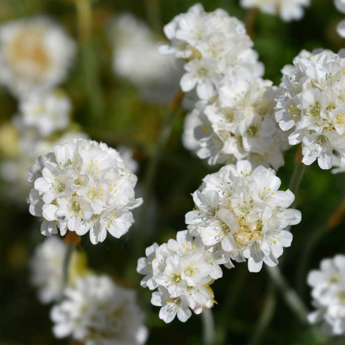 Gazon d'Espagne blanc - Willemse