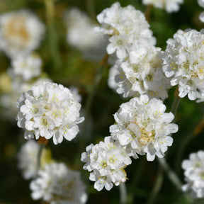 Gazon d'Espagne blanc - Willemse