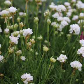 Vente Gazon d'Espagne blanc - Armeria maritima alba