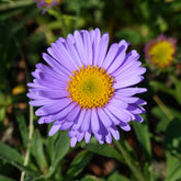 Aster  des Alpes Dunkle Schöne - Willemse