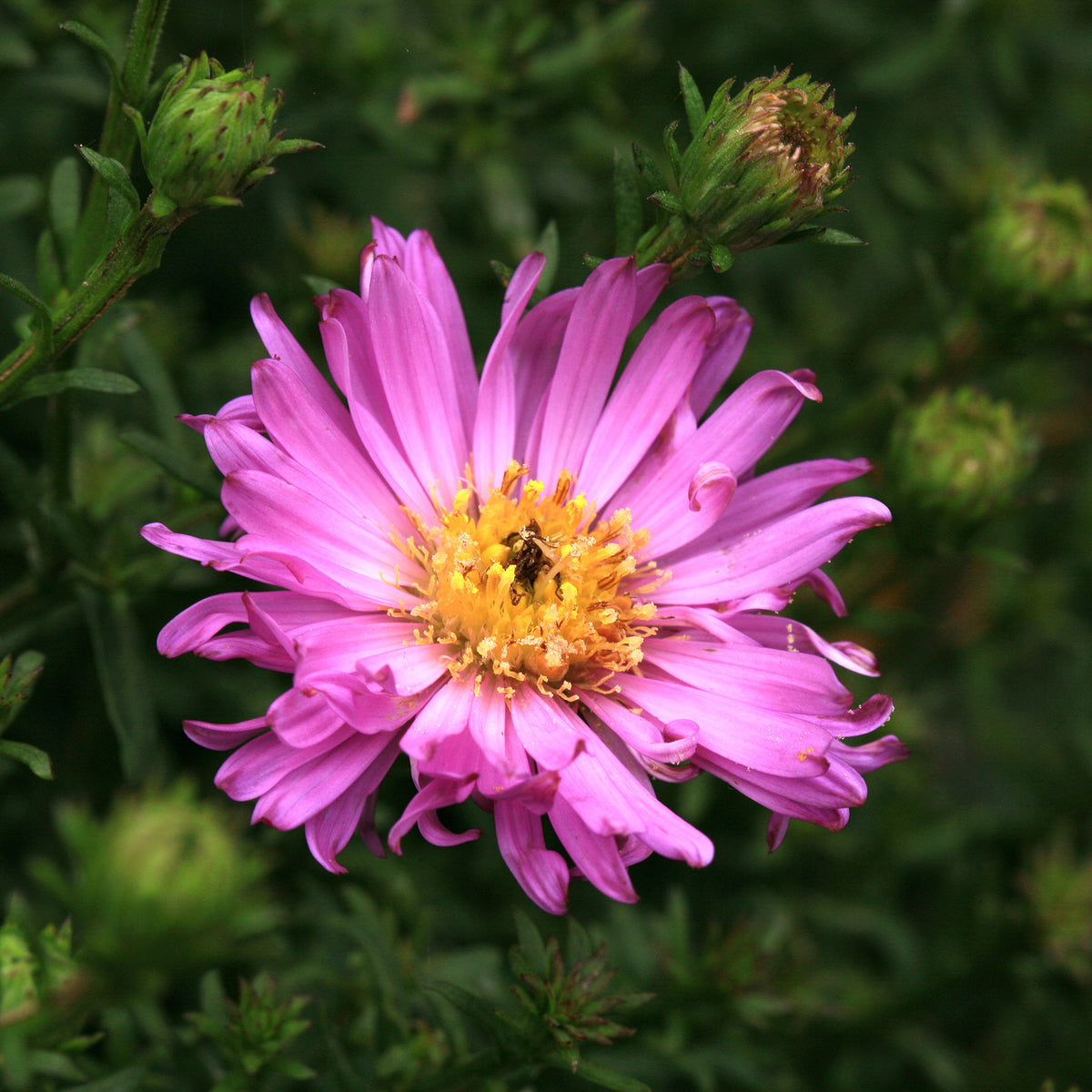 3 Astères nains Herbstgruss vom Bresrhof - Aster dumosus Herbstgruss vom Bresserhof - Willemse