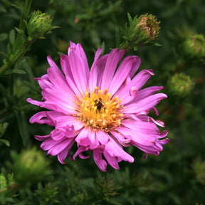 3 Astères nains Herbstgruss vom Bresrhof - Aster dumosus Herbstgruss vom Bresserhof - Willemse