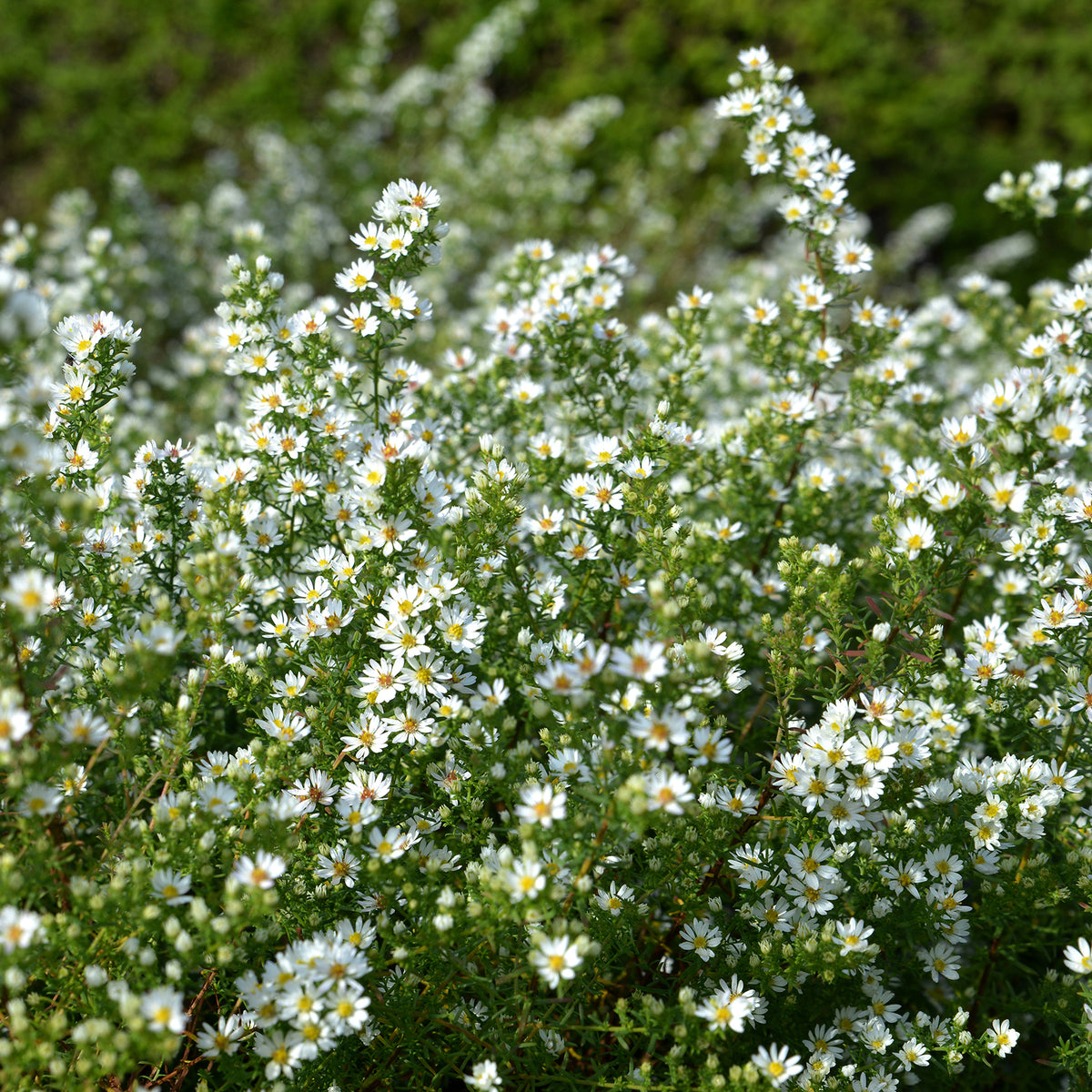 3 Astères éricoïdes Snowflurry - Aster ericoides Snowflurry - Willemse